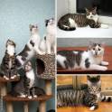 Шустрик Мигель в дар, фотография 3