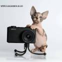 Канадский сфинкс питомник, фотография 2