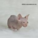 Канадский сфинкс питомник, фотография 7