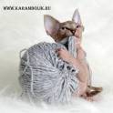 Канадский сфинкс питомник, фотография 8