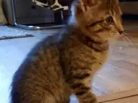 Котенок в Добрые Руки =^._.^=, фотография 4