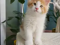 Котенок мейн кун из питомника, фотография 4