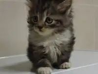 Шикарный котенок, фотография 2