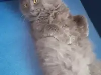 Шикарный котенок, фотография 2