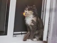 Сладкая кошечка Луна ищет дом!, фотография 4