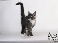 Котята Мейн-кун из питомника, фотография 4