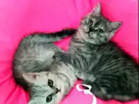 Продаются британские котята