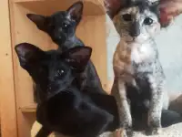 Ориентальные котята, фотография 3