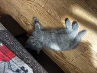 Котята шотландские, фотография 12