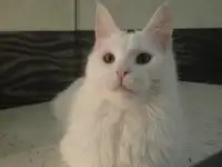 Мейн Кун, фотография 2