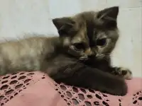 Скоттиш-страйт котята, фотография 8