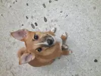 Щенок