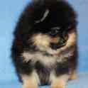Померанский шпиц девочка, фотография 2