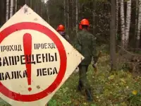 Услуги по валке, спиливанию