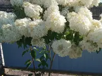 Многолетние цветы, фотография 12