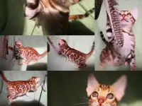 Бенгальские котята мальчики и девочки разного возраста и окраса, фотография 3