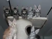 Котята мейн кун!, фотография 2