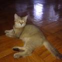 Британские котята редких драгоценных окрасов, фотография 3