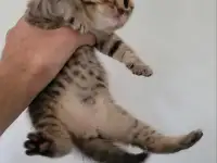 Шотландский прямоухий котенок, фотография 2