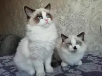 Котёнок Рэгдолл в любящую семью