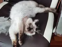 Тайский котёнок, срочно! 3 месяца в хорошие руки, фотография 3