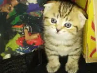 Продам шотландских котят, фотография 2