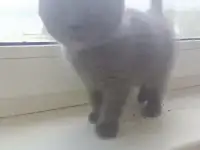 Котята британцы, фотография 4