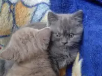 Продаю, фотография 2