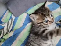 Отдам котят в добрые руки, фотография 3