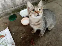 Котенок в дар, фотография 3