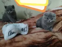 Продаю шотландских вислоухих и прямоухих котят, фотография 1