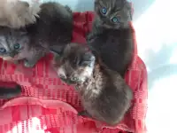 Шотландские котята, фотография 2