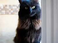 Теодор-кот, кастрирован., фотография 4