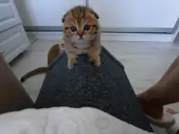 Шотландский вислоухий котенок