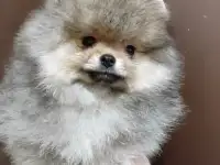 Померанский шпиц щенки. Мини мишки, фотография 2