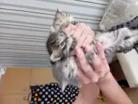 Отдам котят в добрые руки, фотография 5