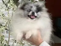 Померанский шпиц мальчик  разные глаза, фотография 3