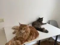 Котята мейн-кун, фотография 5