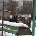 Щенок, фотография 2