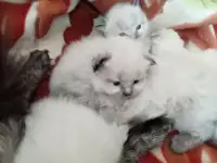 Котята Невская Маскарадная, фотография 2