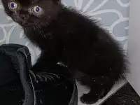 Котята британцы, фотография 7