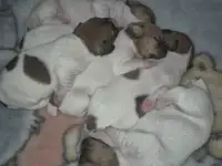 Щенки Джек рассел, фотография 4