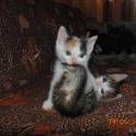 Очаровательные котята, фотография 3