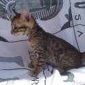 Котята бенгальской породы