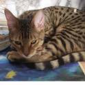 Котята бенгальской породы, фотография 2