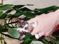 Мини чихуахуп, фотография 5