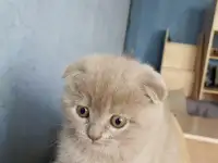 Шотландская лиловая вислоухая кошечка