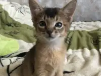 Абиссинский котенок, фотография 2