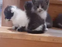 Отдам котят в хорошие руки, фотография 11
