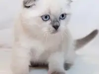 Шотландский котенок, фотография 1